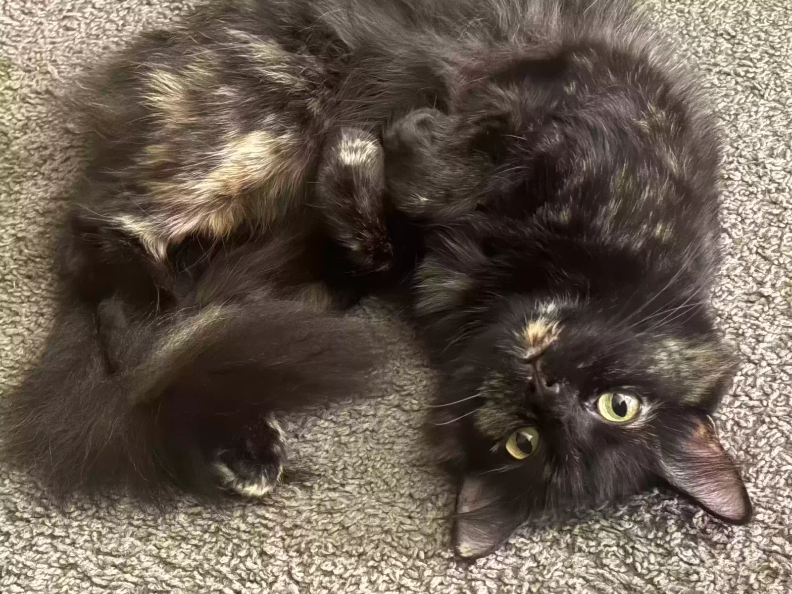 Pickles, Unknown Cat for adoption in Columbus, OH, 43217