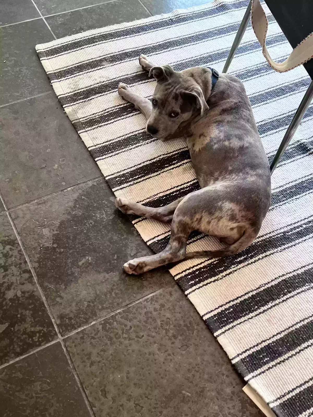 Dazy, Pit Bull Dog for adoption in Covelo, CA, 95428