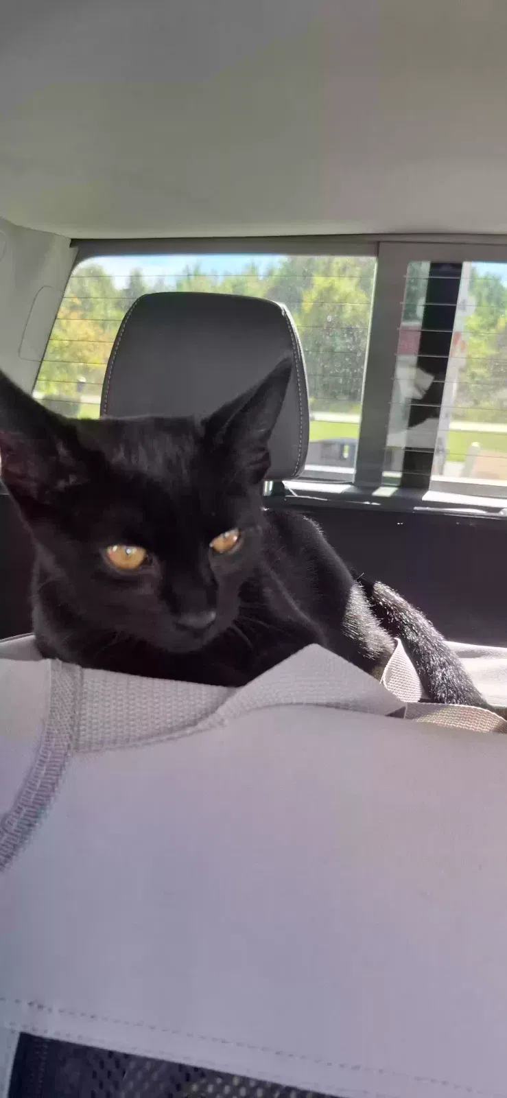 Sweet affectionate female, Unknown Cat for adoption in Batavia, OH, 45103