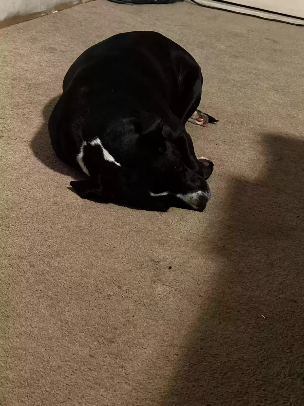 Socks, Pitbull Dog for adoption in Carterville, IL, 62918
