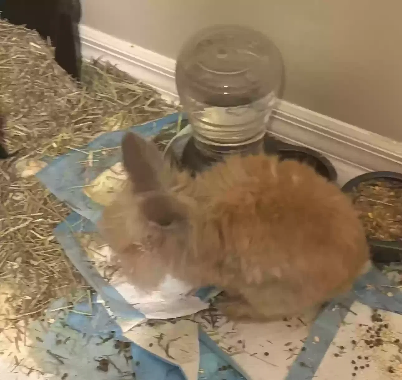 Bear, Lionhead Rabbit Pet for adoption in New Port Richey, FL, 34655