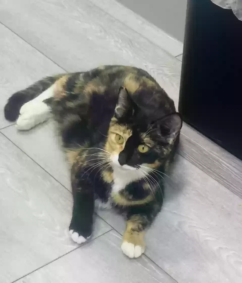 Kagome, Unknown Cat for adoption in Mansfield, TX, 76063