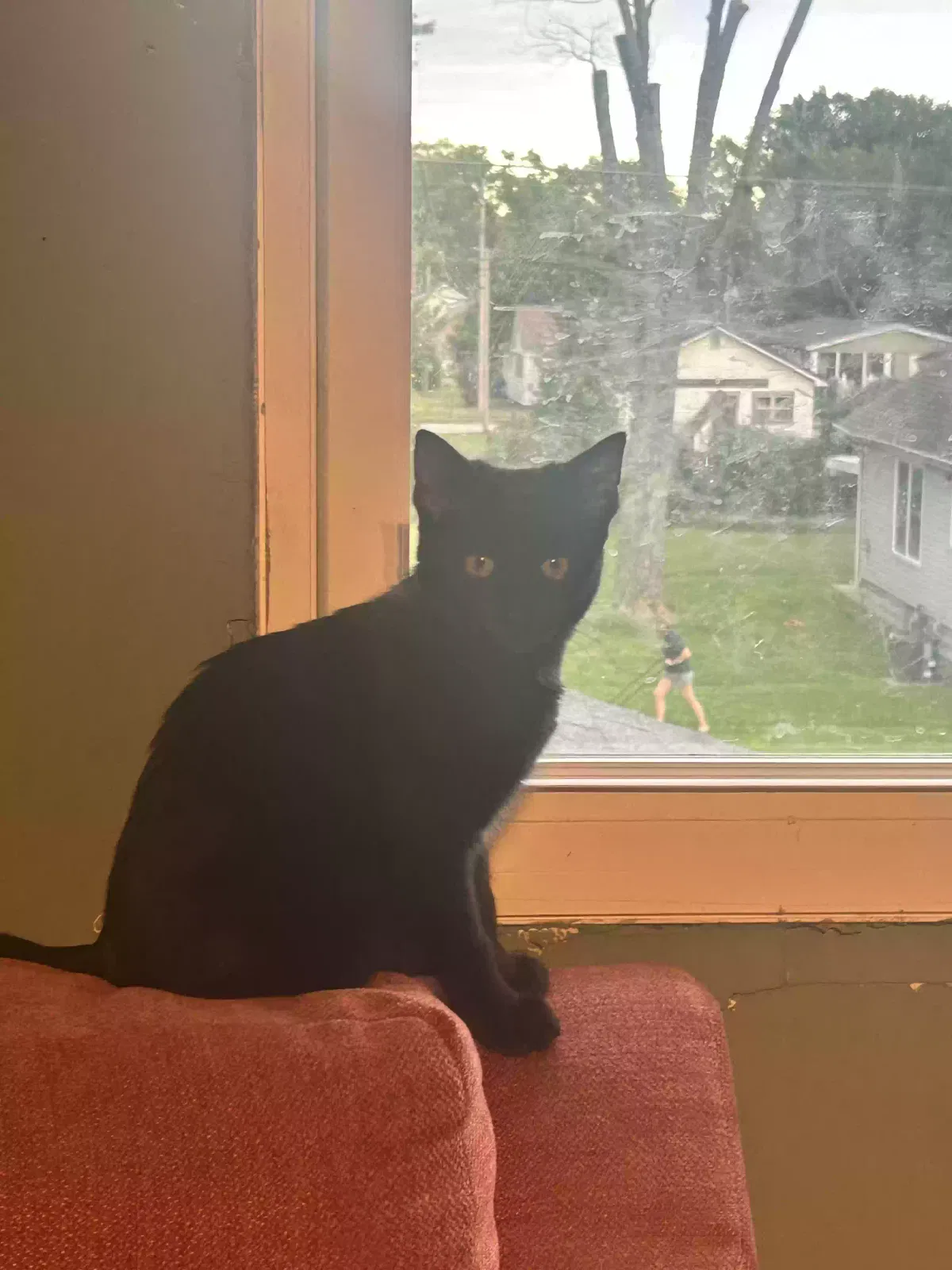 Squeaks, Unknown Cat for adoption in Lawrenceville, IL, 62439