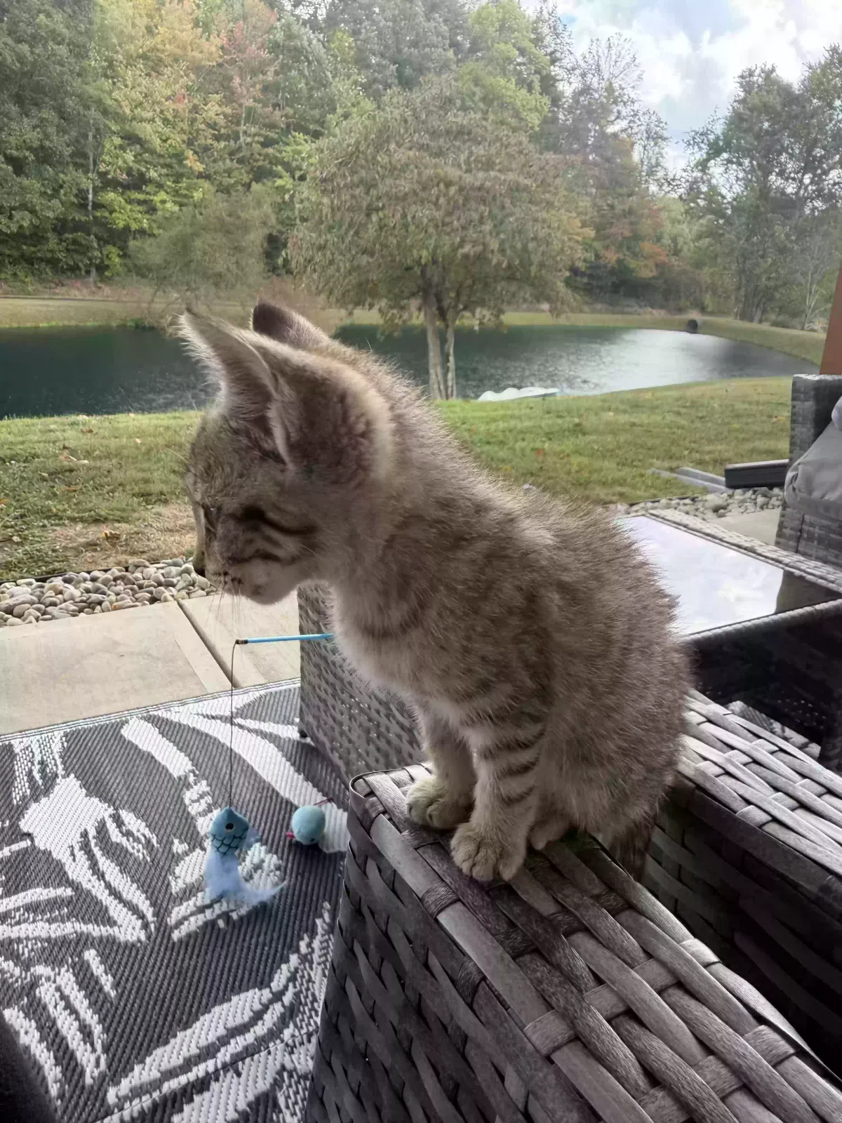 Unknown, Unknown Cat for adoption in London, KY, 40744
