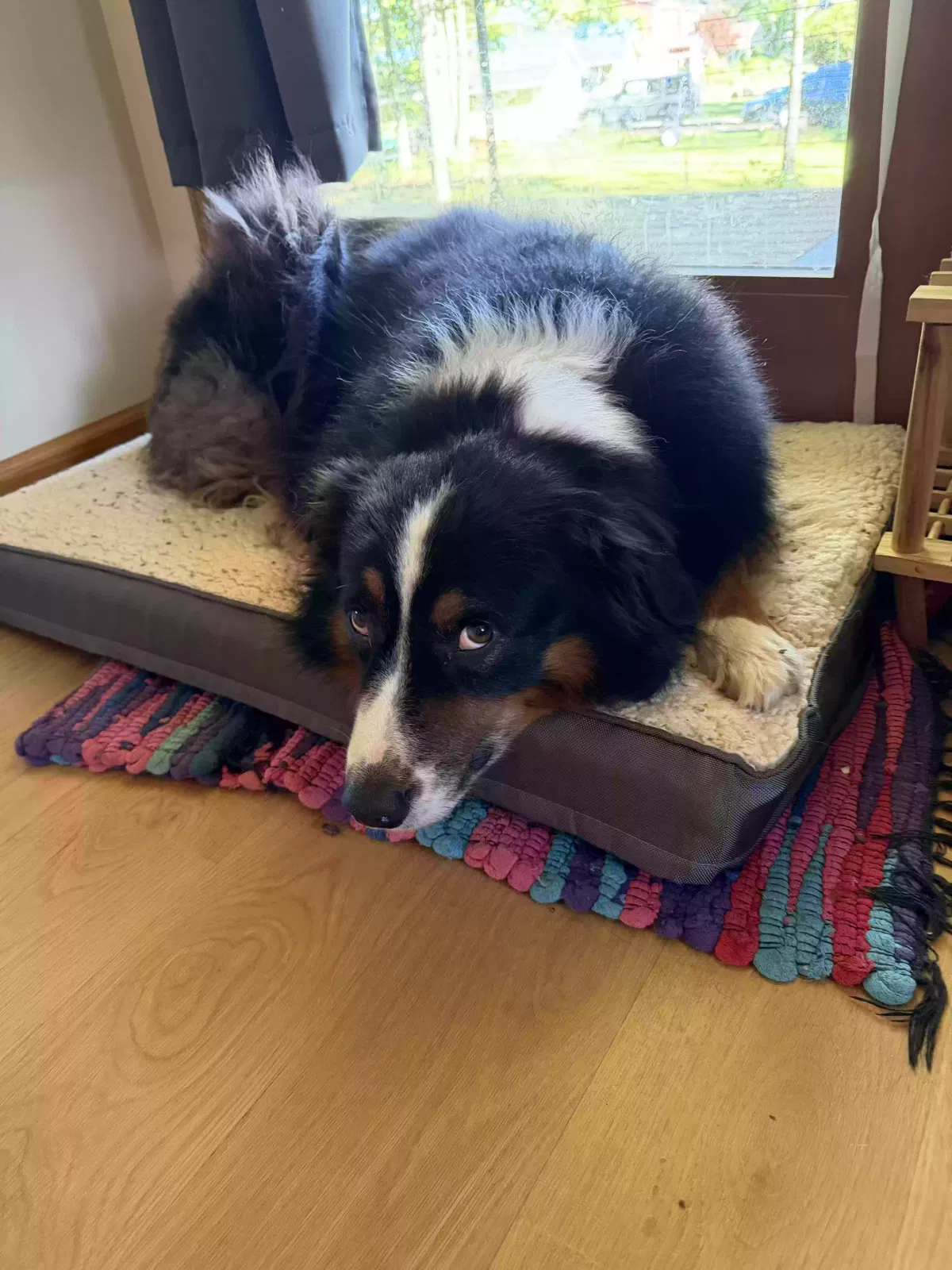 Brawny, Austrailian shepard Dog for adoption in Unionville, IN, 47468