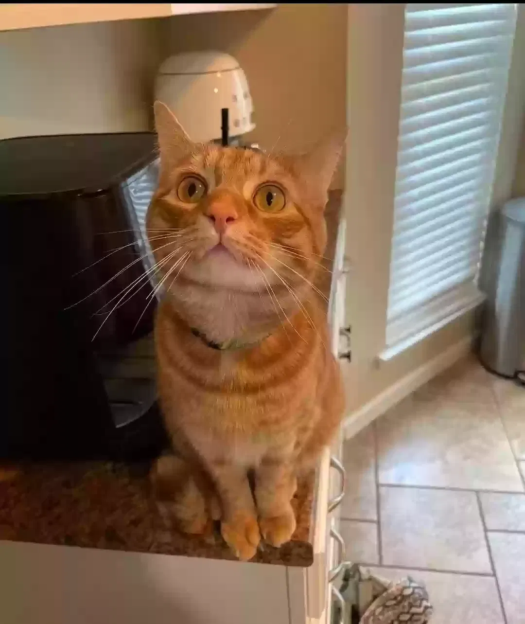 Cheeto, Unknown Cat for adoption in Woodstock, GA, 30188