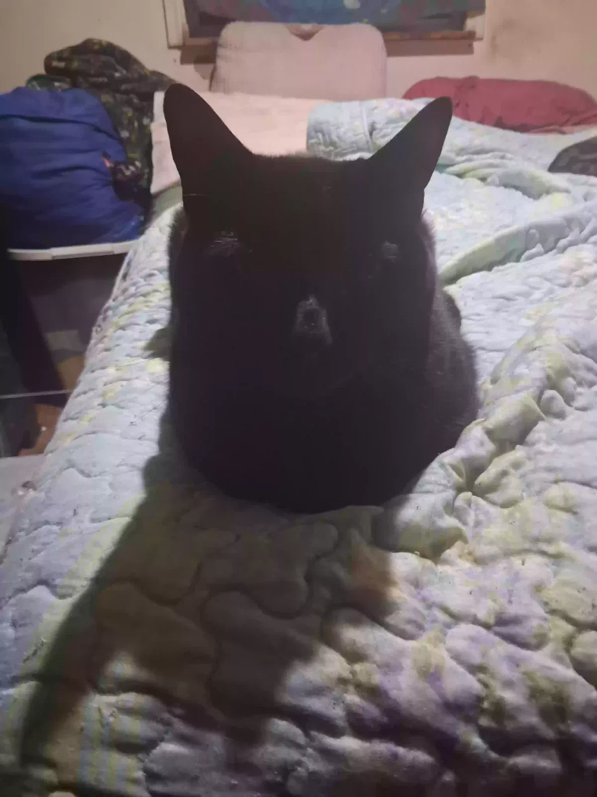 Flint, Domestic short hair Cat for adoption in West Suffield, CT, 6093
