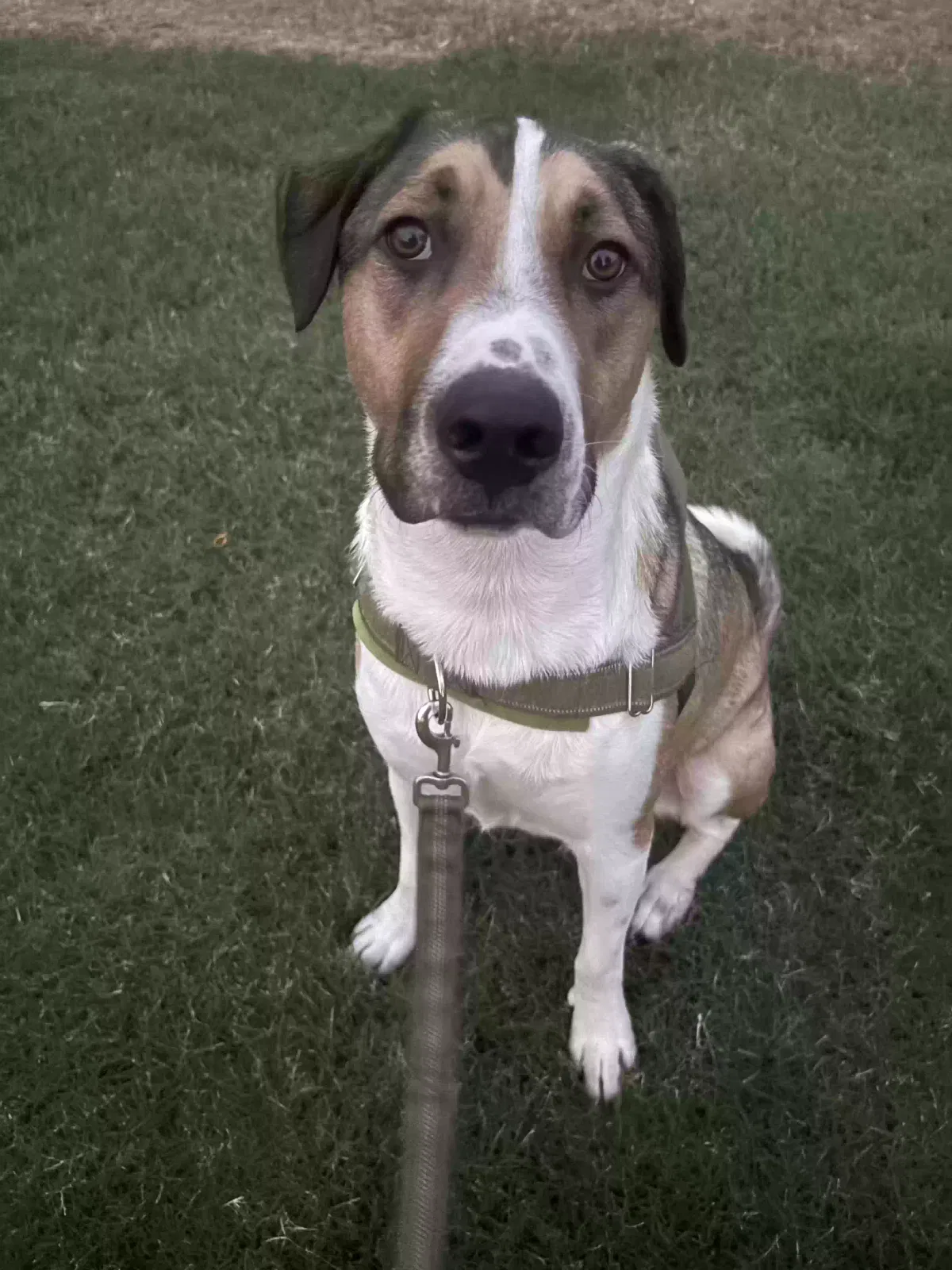 Cosmo, American Pitt bull terrier/husky mix Dog for adoption in Mesa, AZ, 85204