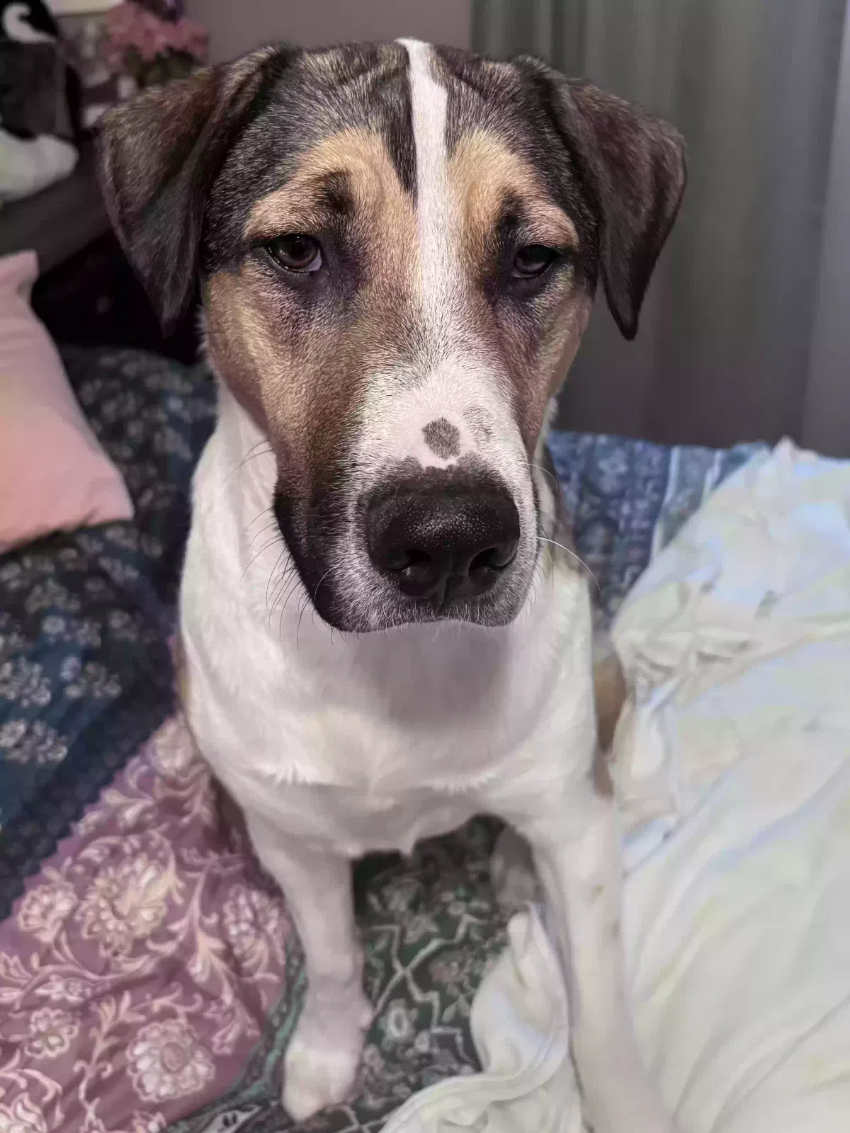 Cosmo, American Pitt Bull Terrier/ Husky Mix Dog for adoption in Mesa, AZ, 85204