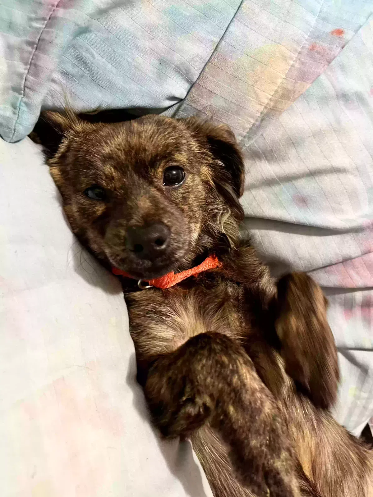 Asher, Chiweenie Dog for adoption in Evansville, IN, 47713