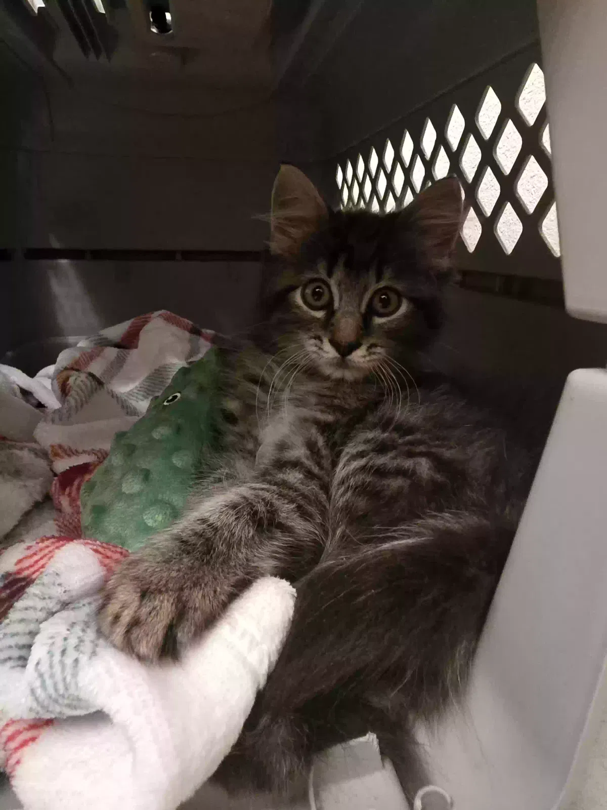 Ella, Unknown Cat for adoption in Grapevine, TX, 76051
