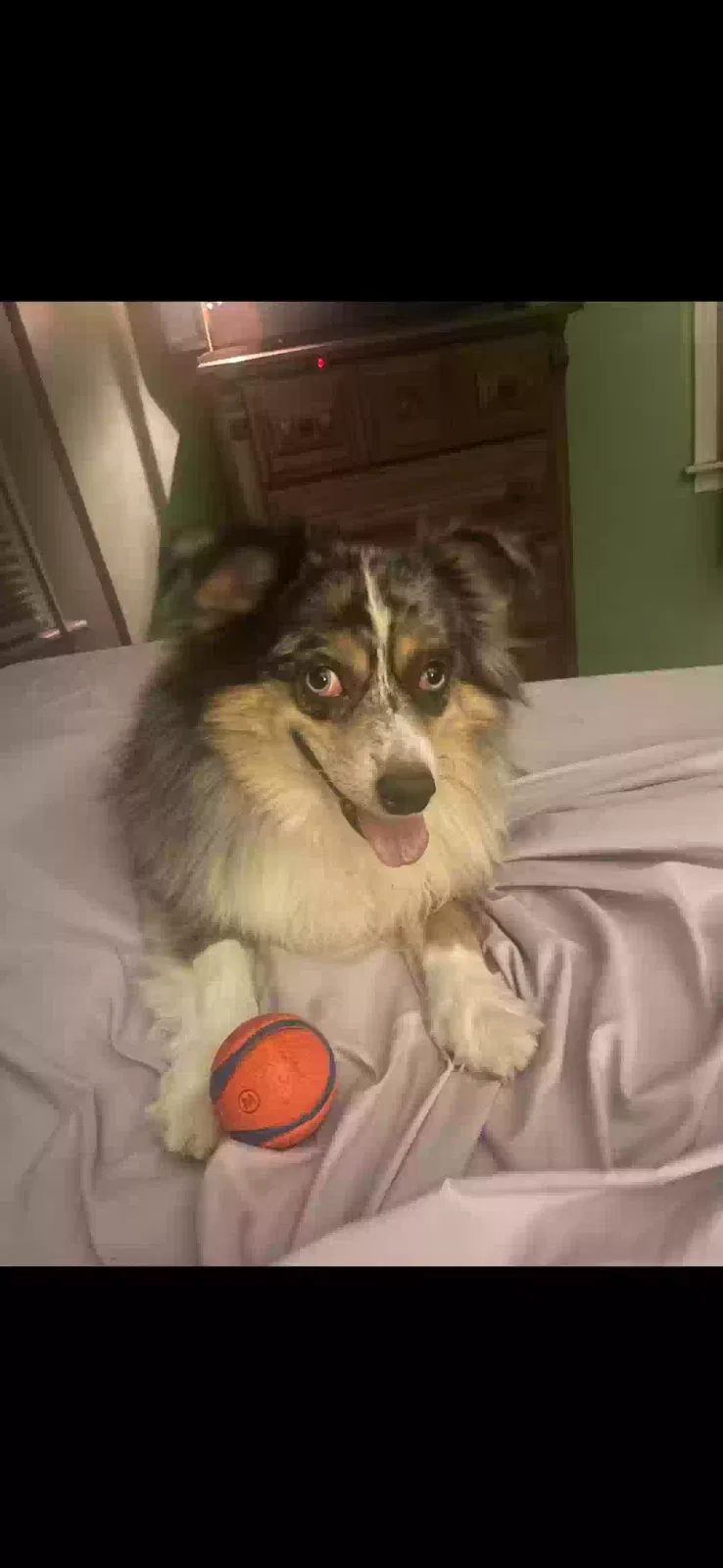 Winston, Miniature Australian shepherd Dog for adoption in Gardner, KS, 66030