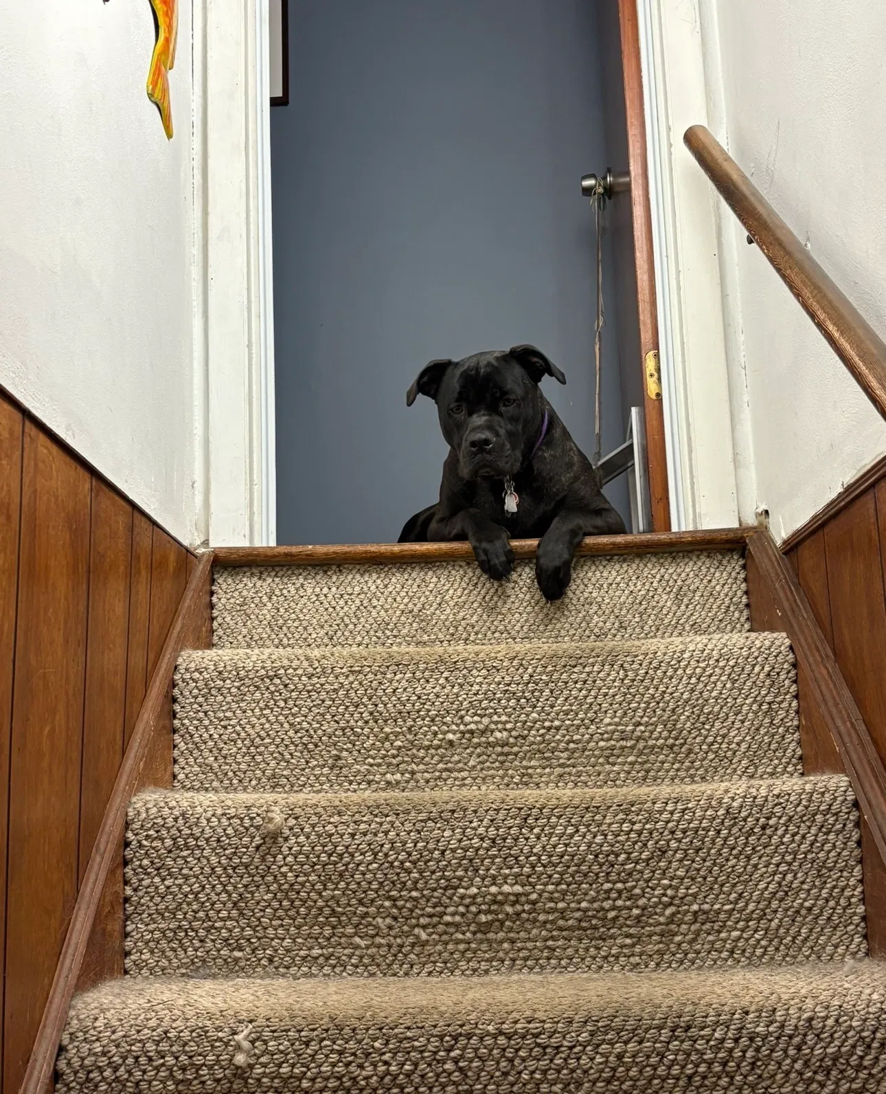 Meatloaf, Canine mix Dog for adoption in Monroe, CT, 06468