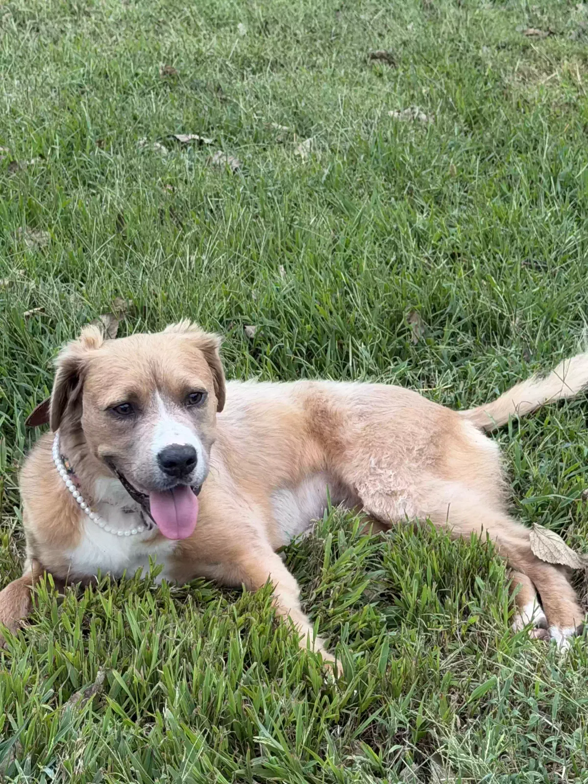 Fiona, Shepherd staff mix Dog for adoption in Stilwell, KS, 66085