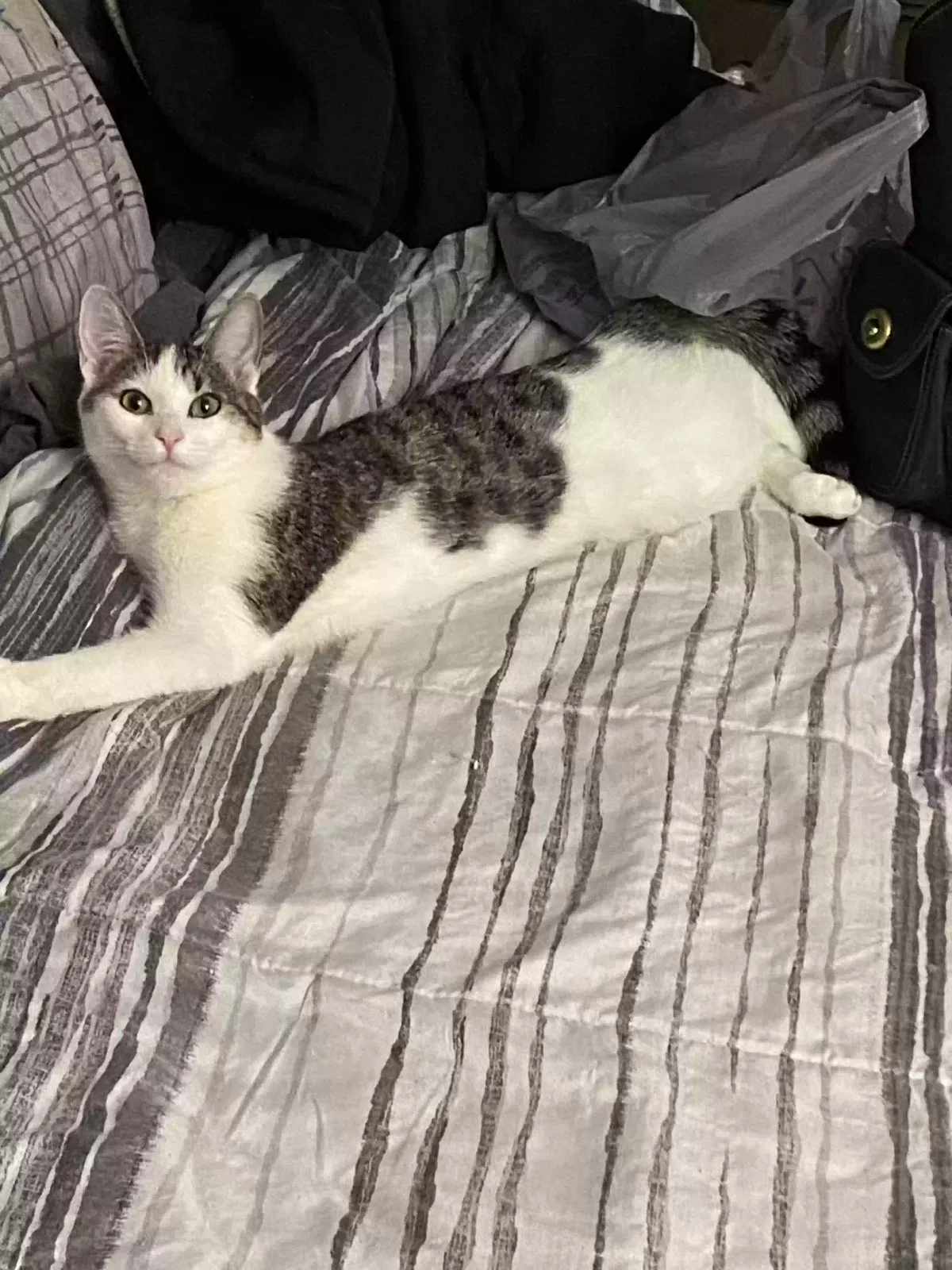 Spike, Shorthair Cat for adoption in Atlanta, GA, 30349
