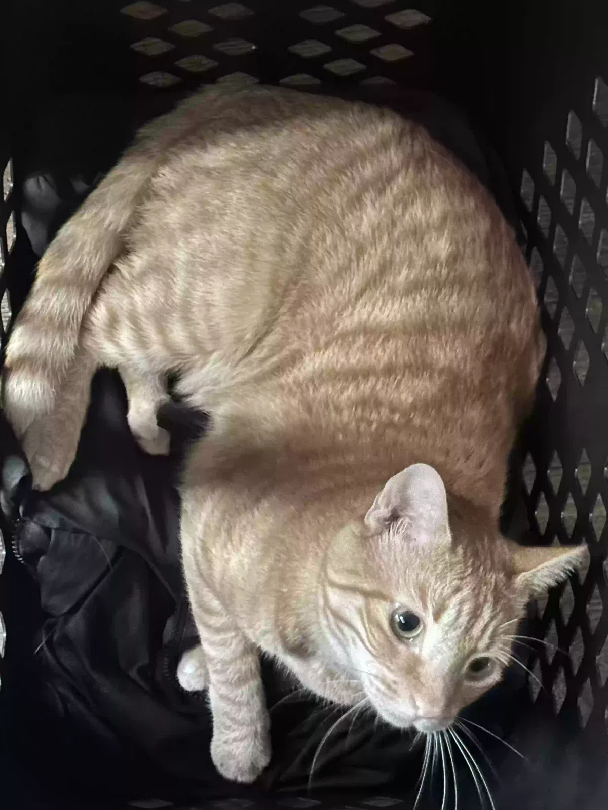 Nemo, Unknown Cat for adoption in Deer Park, TX, 77536