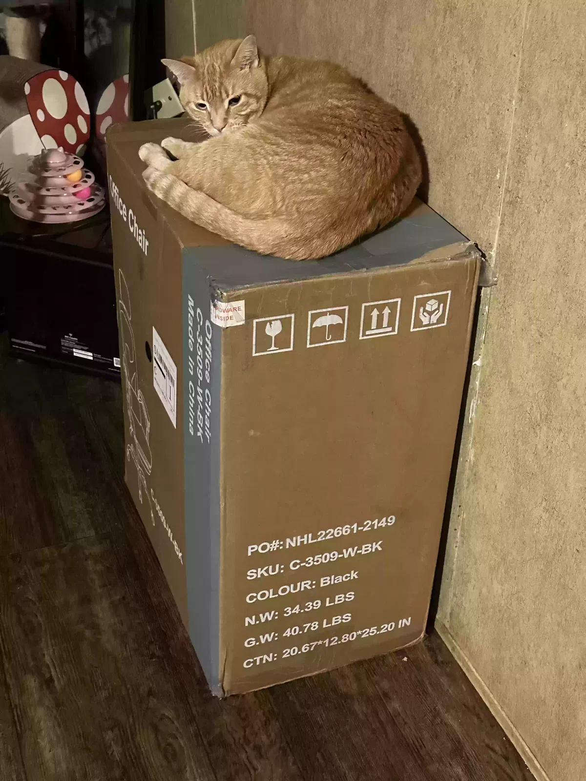 King, Unknown Cat for adoption in Deer Park, TX, 77536