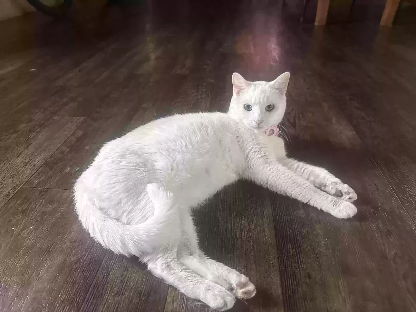 Mos, Unknown Cat for adoption in Deer Park, TX, 77536