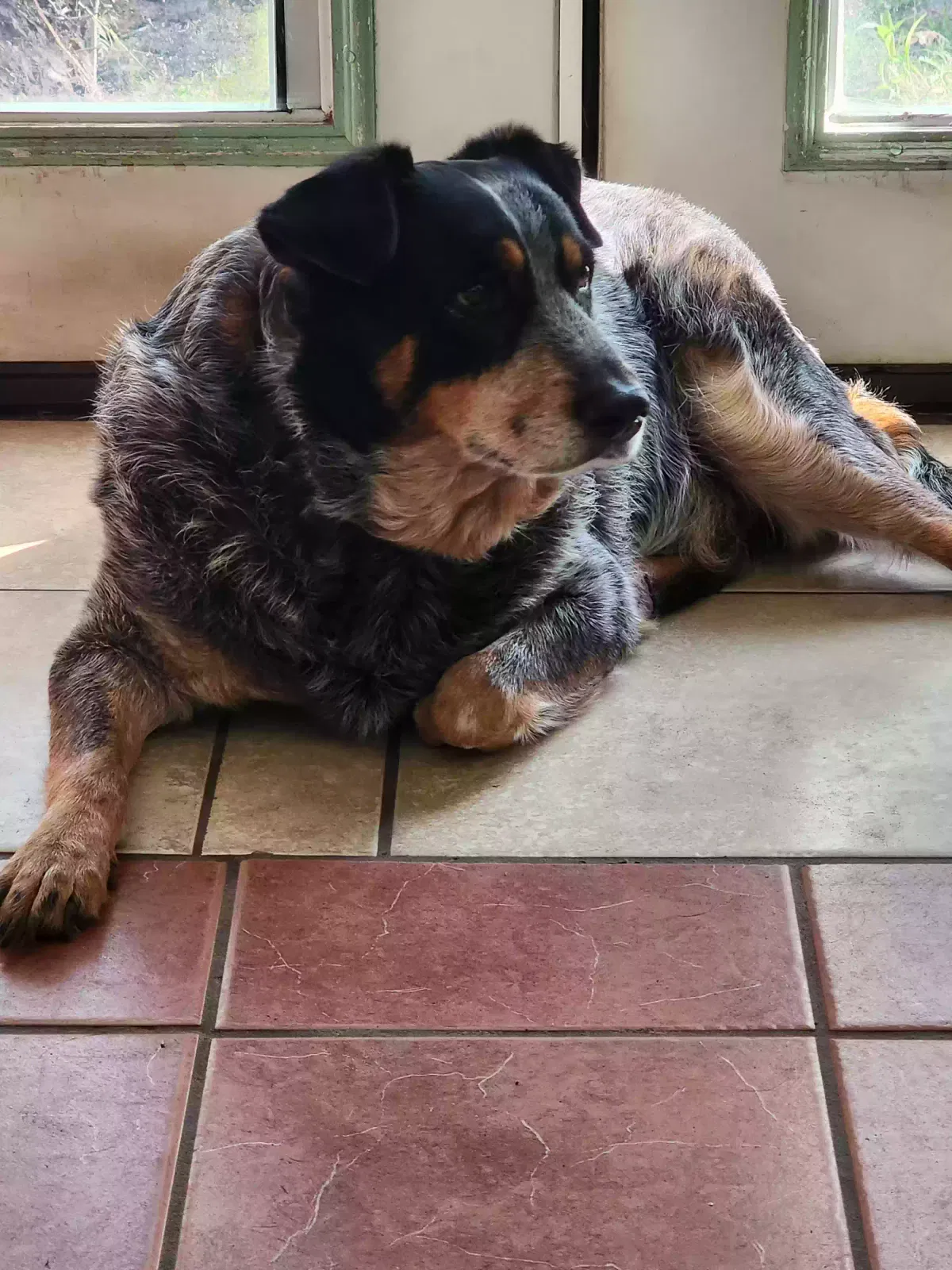 Cooper, Blue heeler mix Dog for adoption in Sandia, TX, 78383