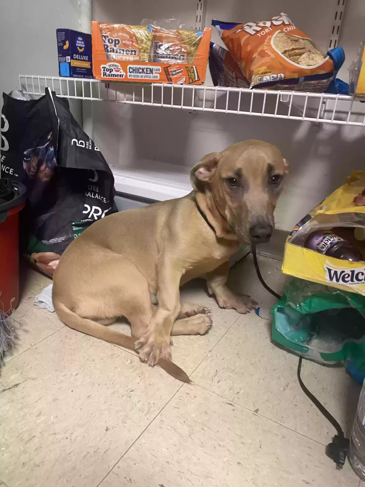 Blu, Dachshund / Cane Corso Dog for adoption in Douglasville, GA, 30134