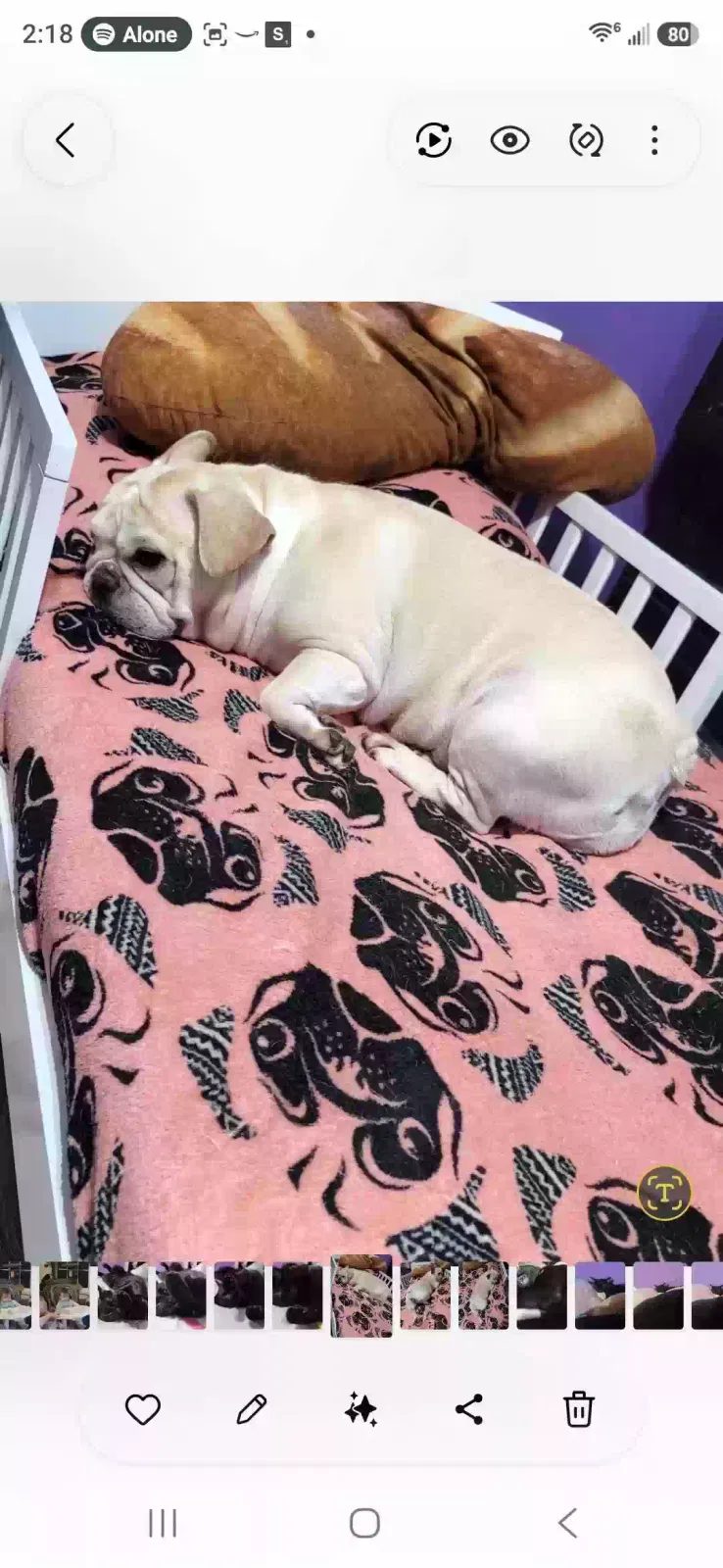 Nugget, Frenchie Dog for adoption in Cleveland, OH, 44135