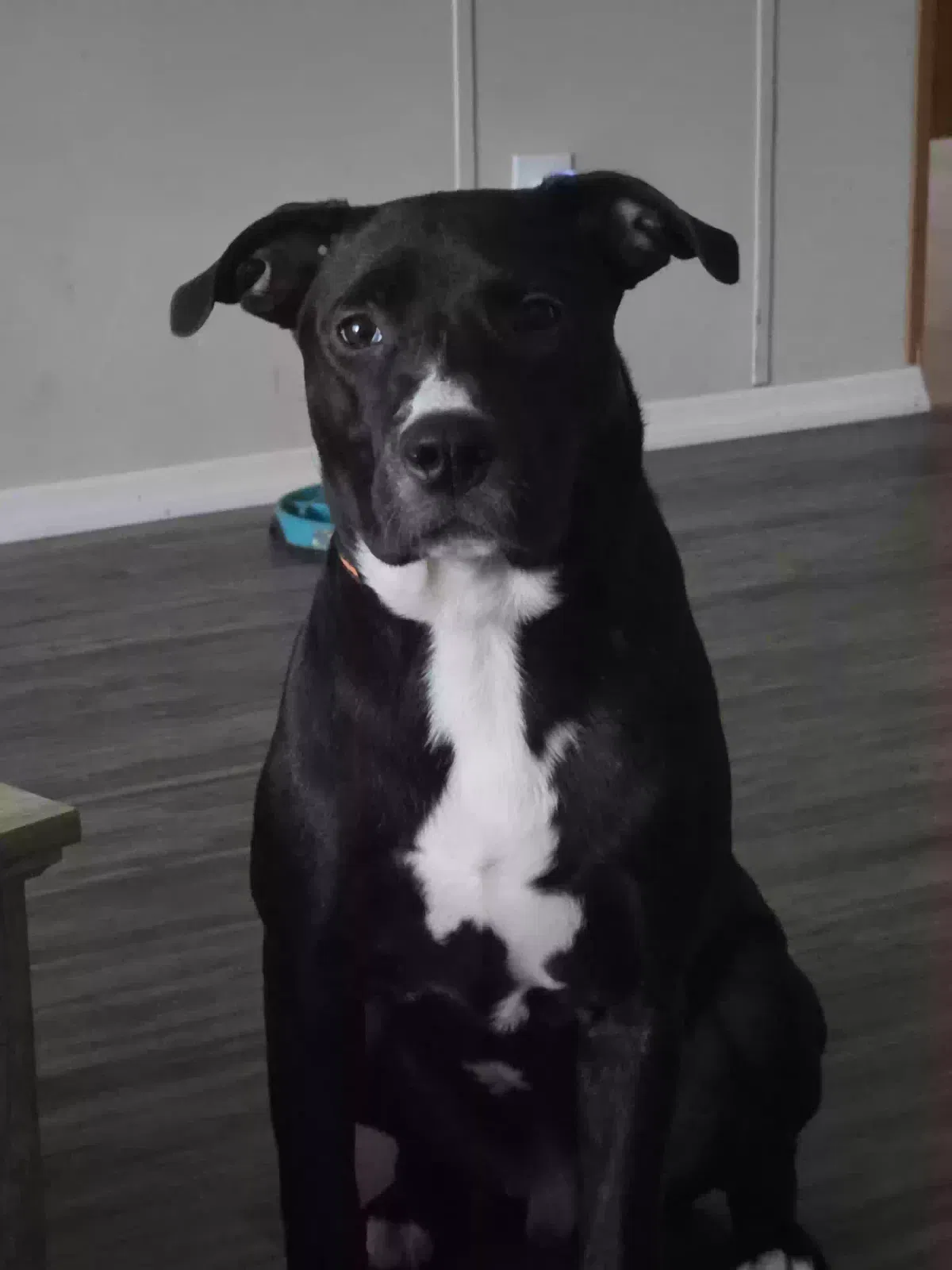 Link, Mix Dog for adoption in Pontiac, MI, 48340