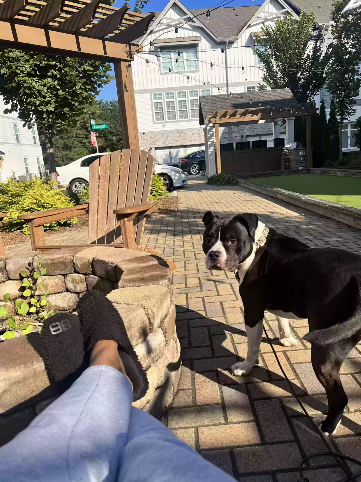 Stewie, Pitbull Dog for adoption in Atlanta, GA, 30329