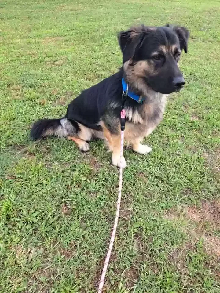 Beau, Corgi Shepard mix Dog for adoption in Ashville, AL, 35953