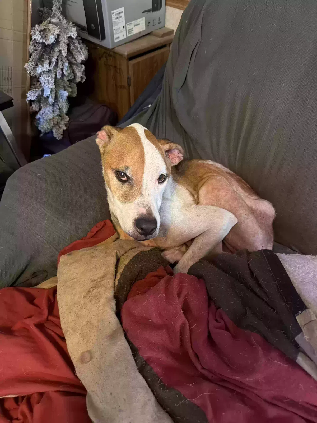 Samoa, American bulldog/hound Dog for adoption in Clayton, NC, 27520