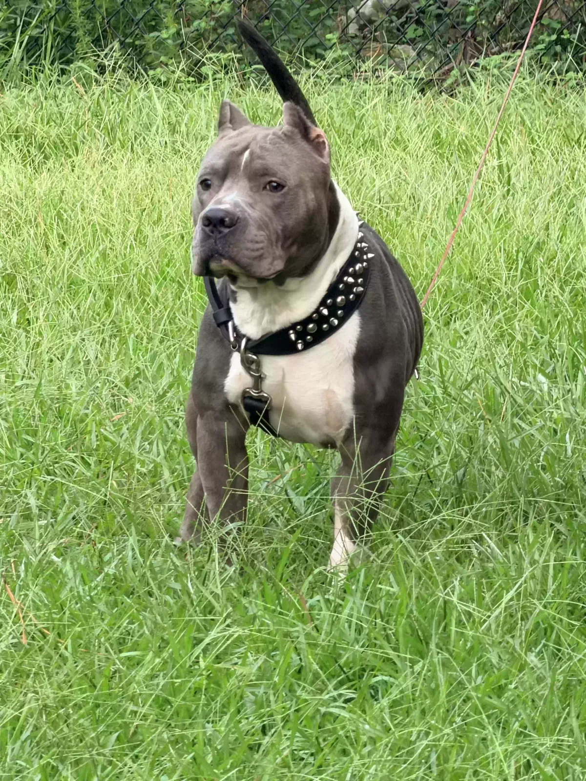 Zeus, Bullie Dog for adoption in Baytown, TX, 77521