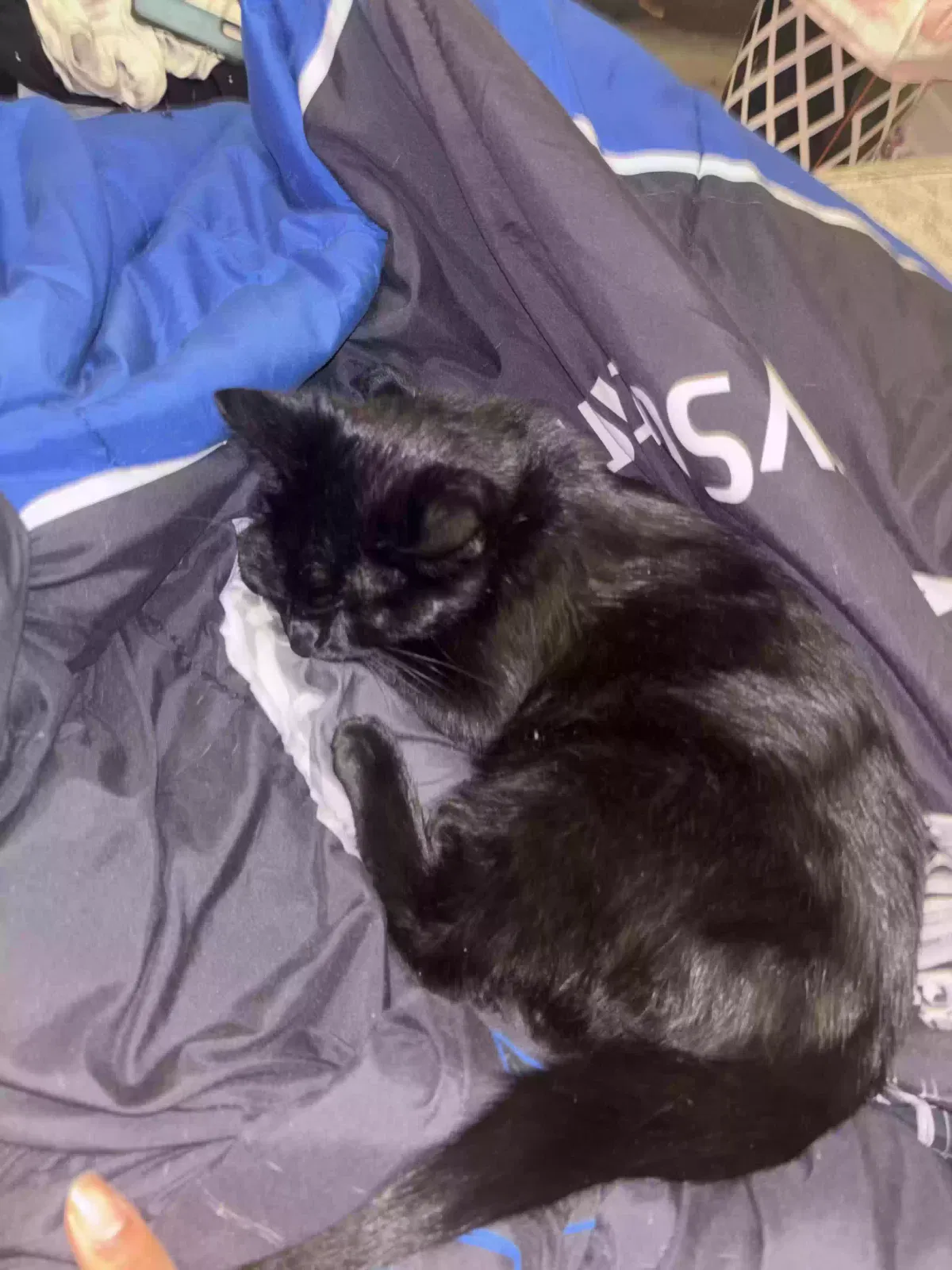 Chase, Unknown Cat for adoption in Lithonia, GA, 30058