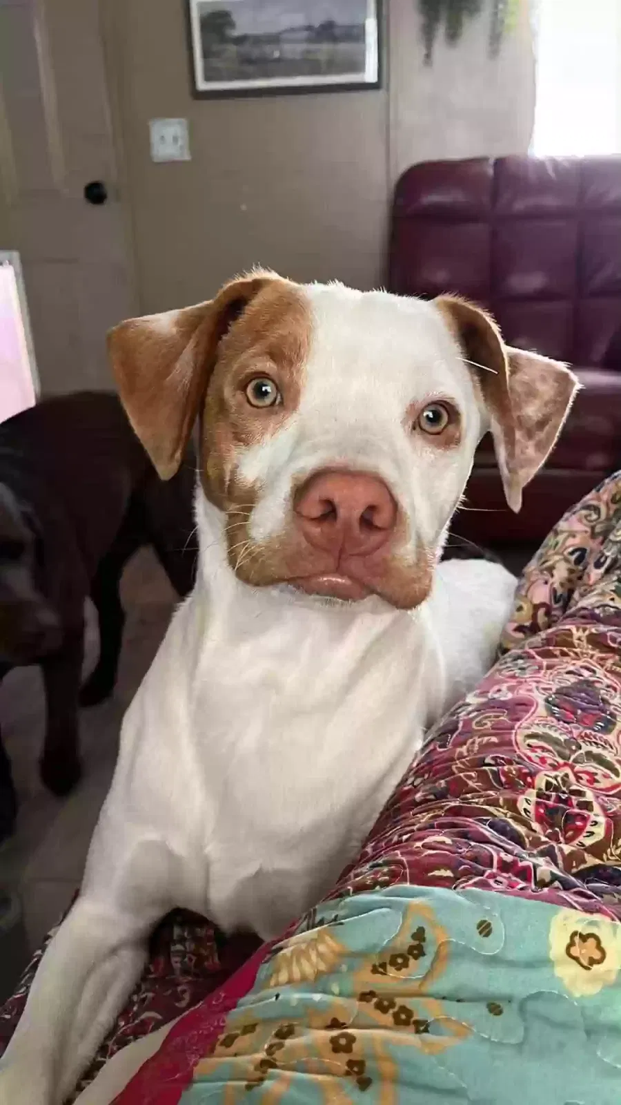 Wallen, Unknown Dog for adoption in Lancaster, CA, 93535