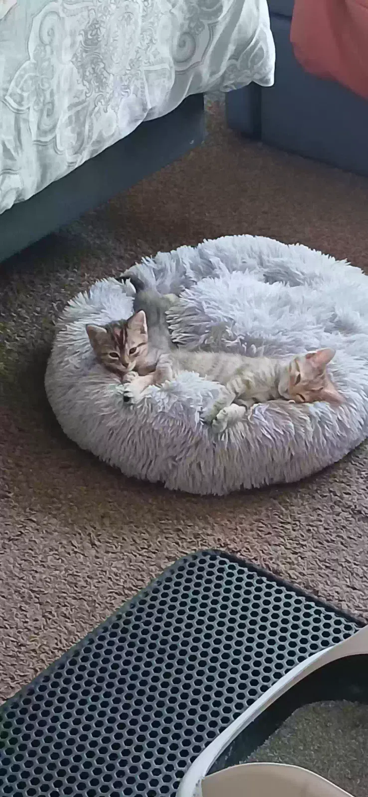 Crumble and Churro, Unknown Cat for adoption in Nashville, TN, 37217