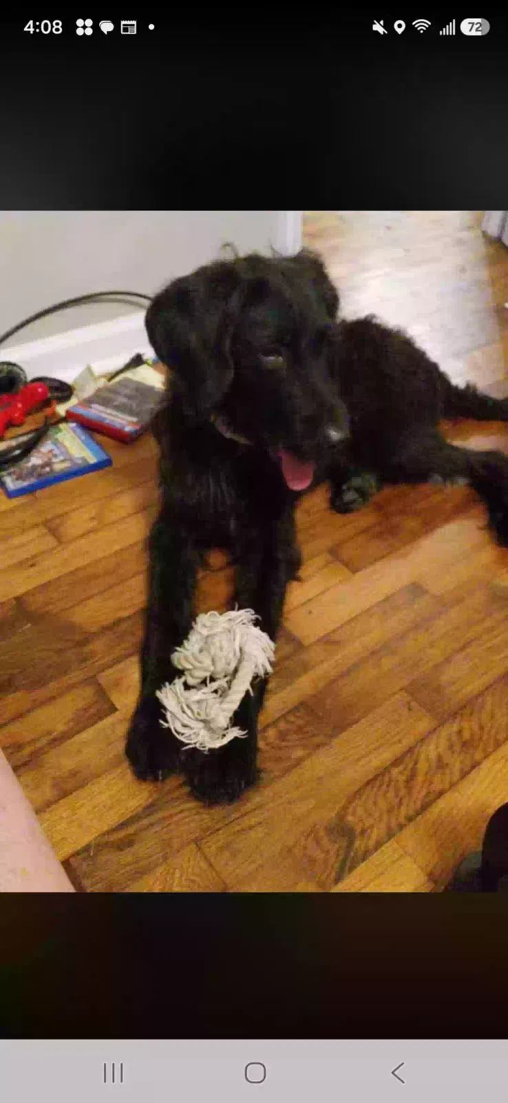 Zoe, F1gen labradoodle 1 year old open Dog for adoption in Lawrenceburg, KY, 40342