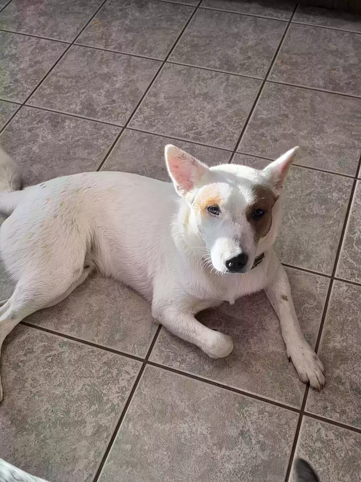 Patchy, Heeler mix Dog for adoption in Boomer, NC, 28606