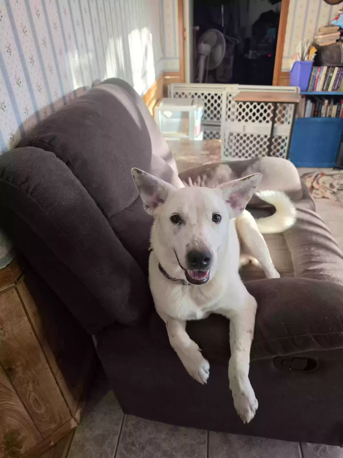 Hoss, Heeler mix Dog for adoption in Boomer, NC, 28606