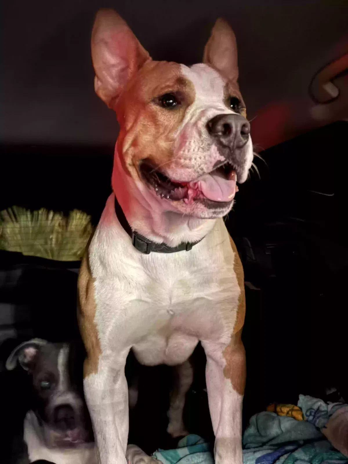 Teddy, Pitbull Dog for adoption in Randleman, NC, 27317