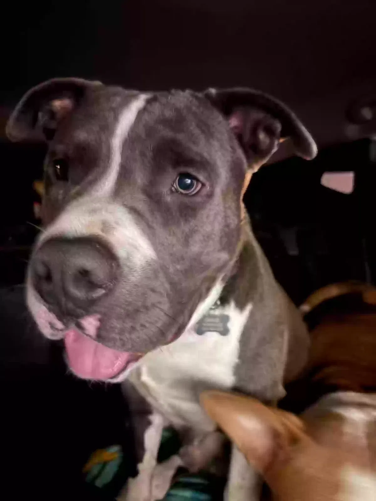 Diesel, Pitbull Dog for adoption in Randleman, NC, 27317