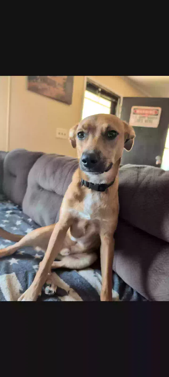 Copper, Mountain Cur/Australian Cattle Dog Dog for adoption in Climax, NC, 27233