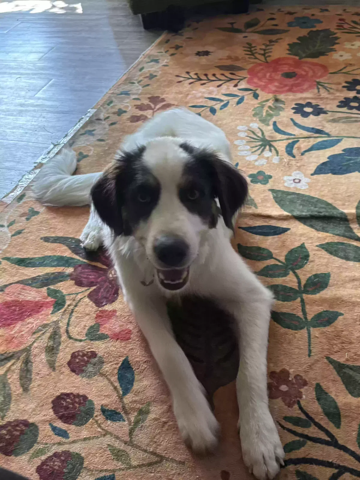 Fred, Unknown Dog for adoption in Ennis, TX, 75119