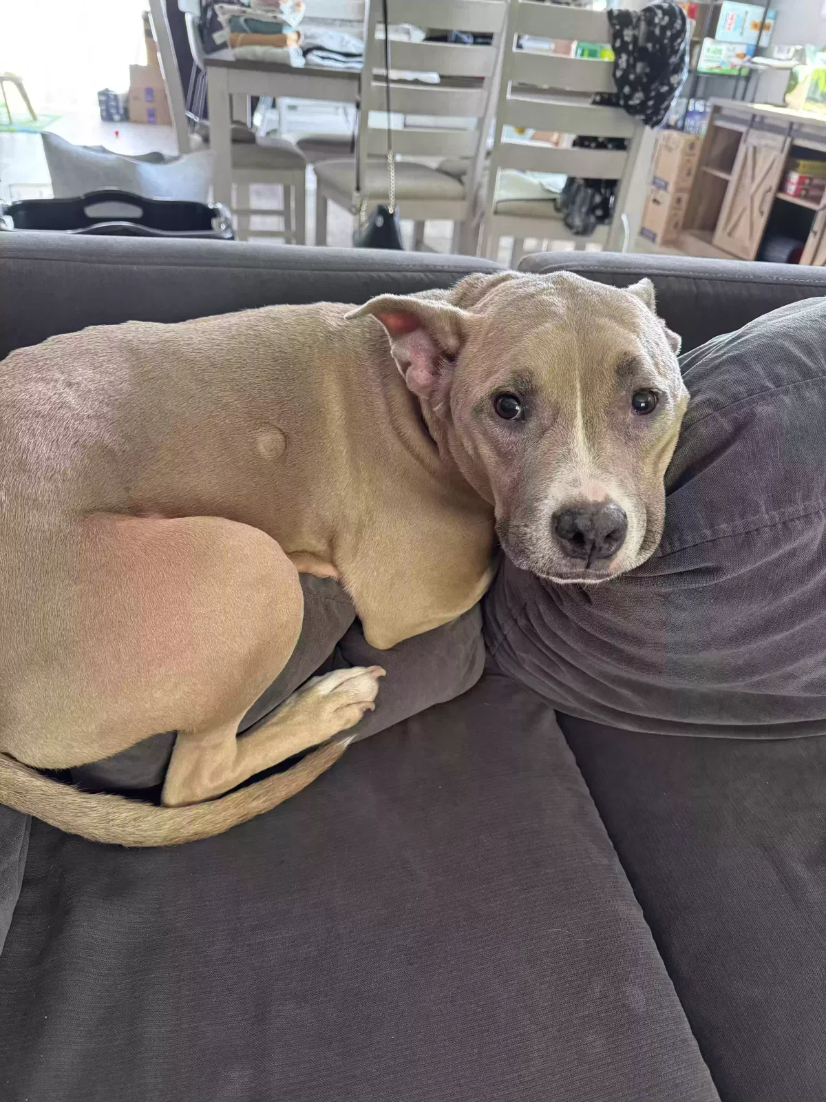 Kira, American pitbull Dog for adoption in Skippack, PA, 19474