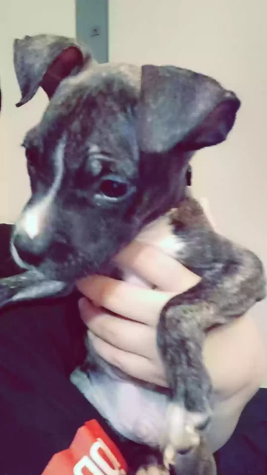 Ares, Unknown Dog for adoption in Phoenix, AZ, 85029