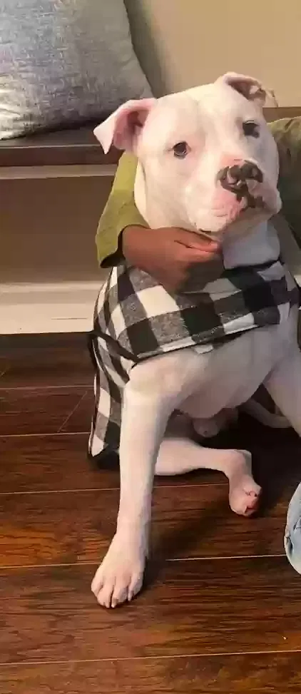 Spike, Pitbull Dog for adoption in Rex, GA, 30273