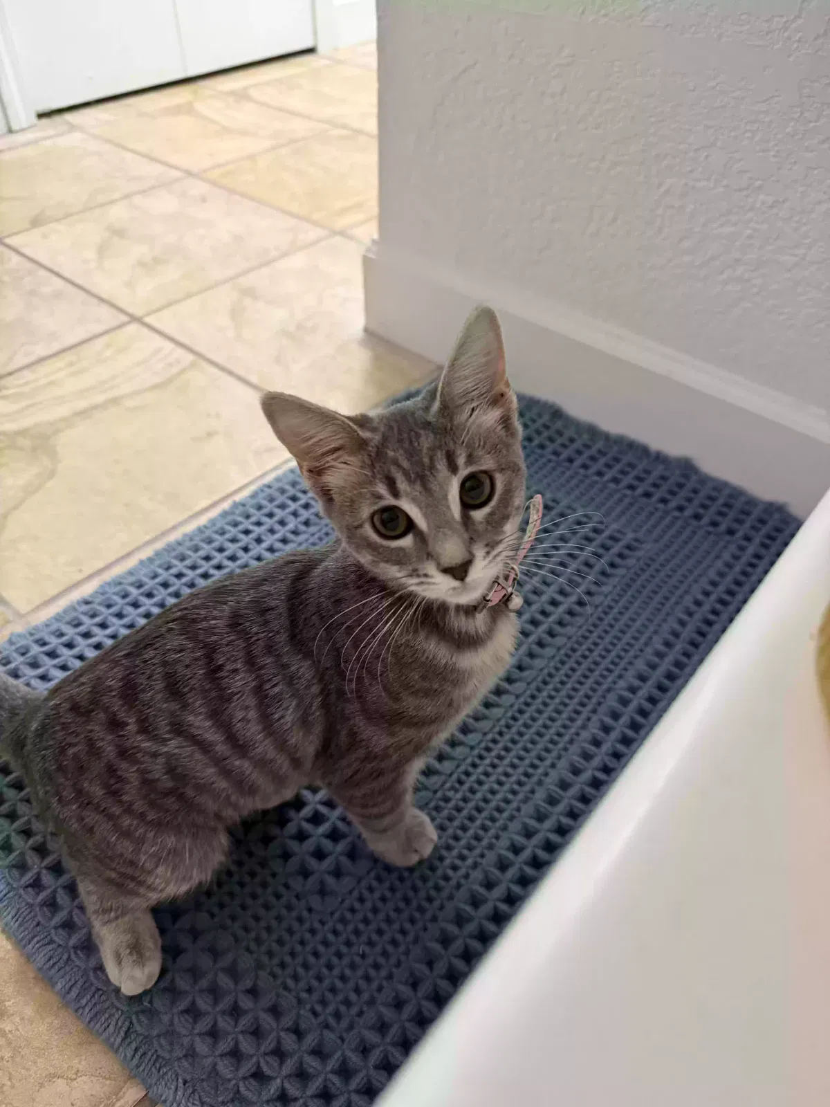 Unknown, Domestic shorthair Cat for adoption in Utica, MI, 48317