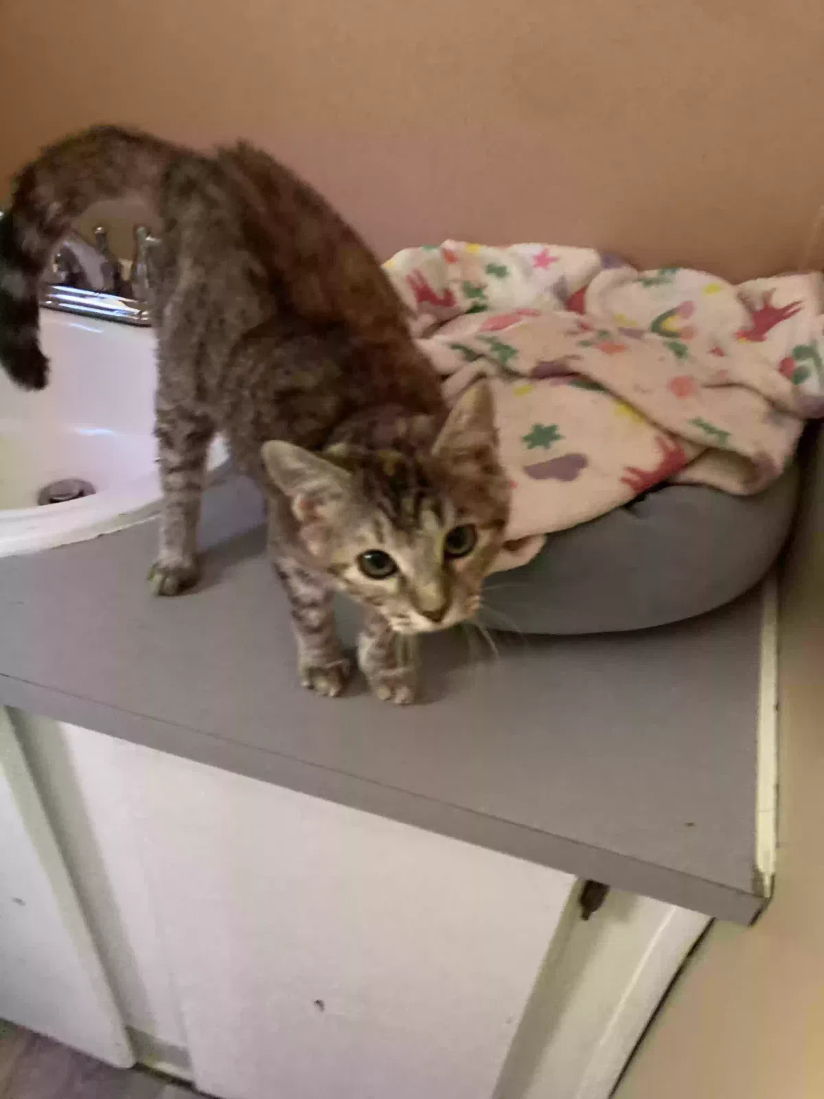 Rosie, Female cat Cat for adoption in Odenville, AL, 35120