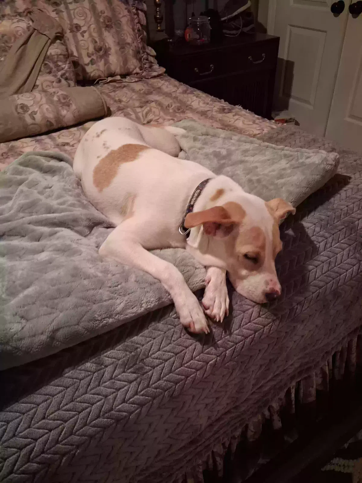 Carolina, Pittbull Dog for adoption in Madison, NC, 27025