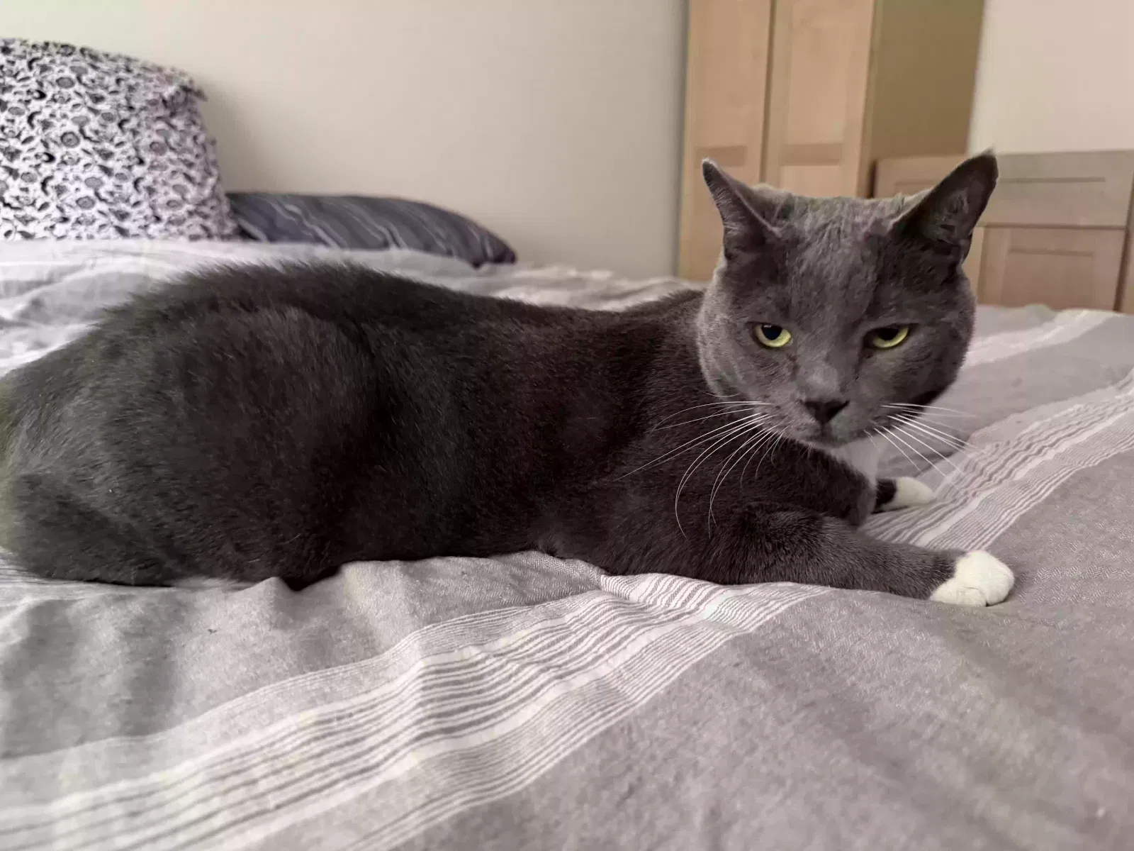 Winston, Unknown Cat for adoption in Buford, GA, 30518