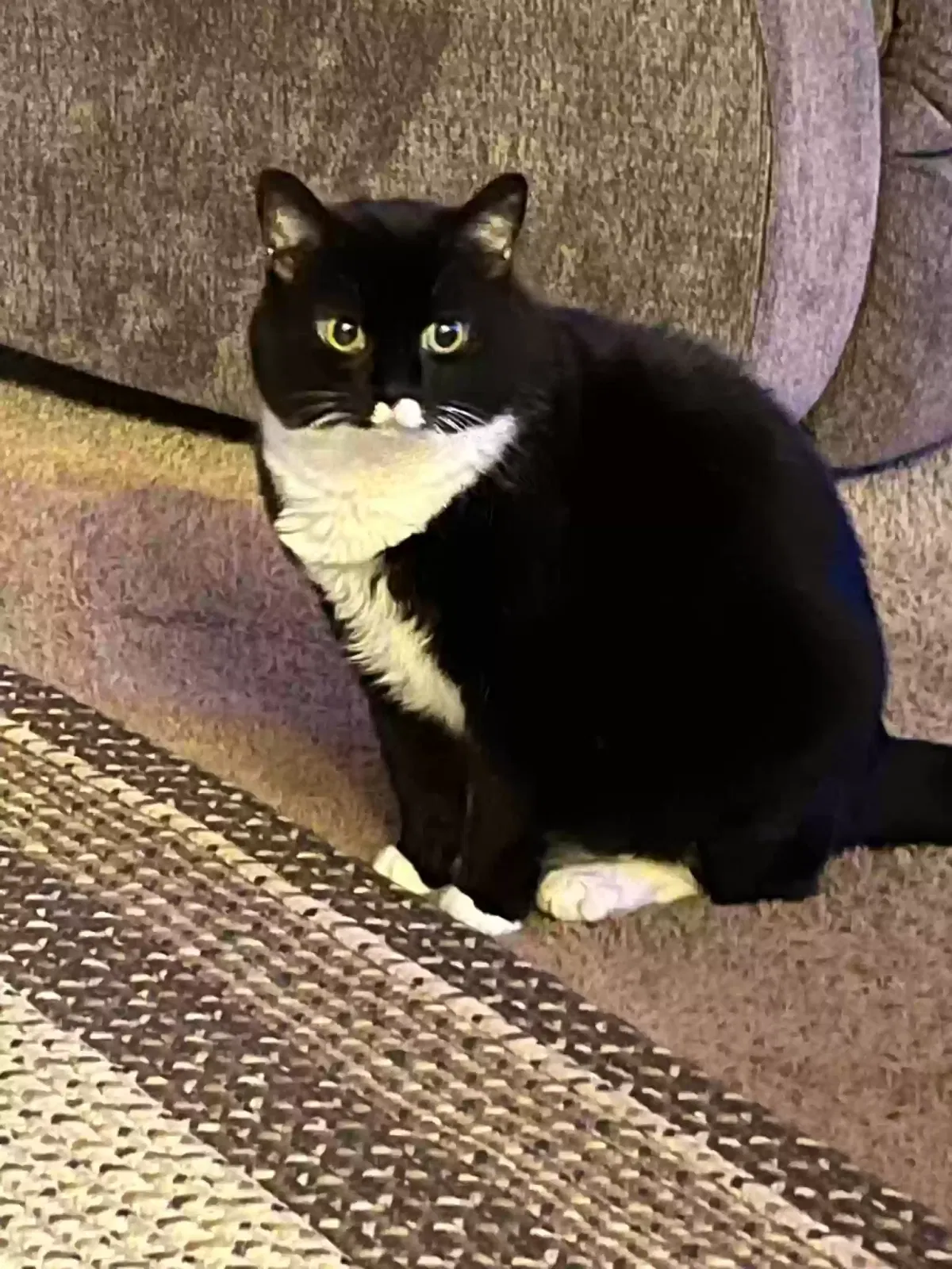 Pearl, American Shorthair Cat for adoption in White, PA, 15490
