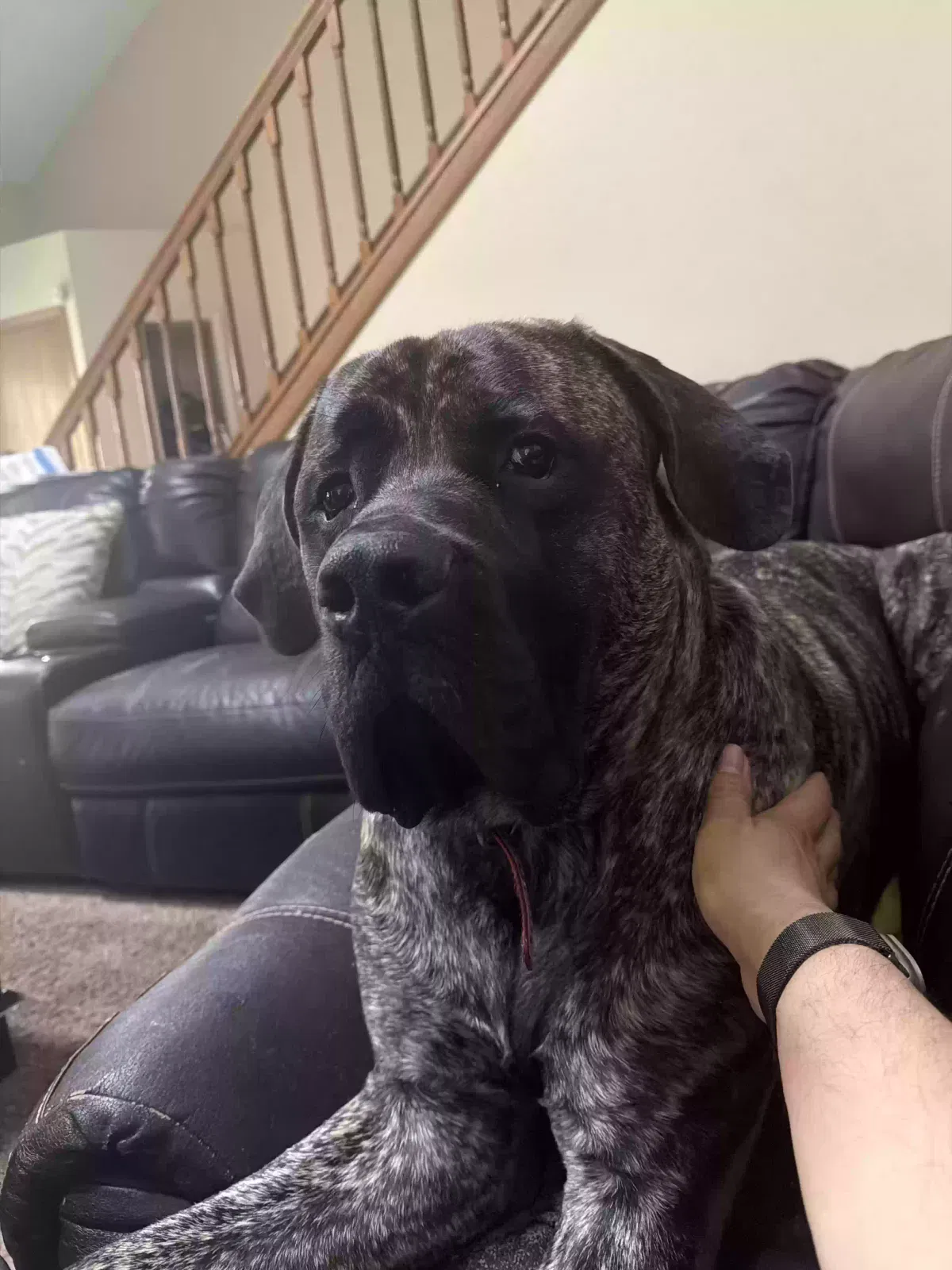 Brutus, Old English Mastiff Dog for adoption in Reynoldsburg, OH, 43068