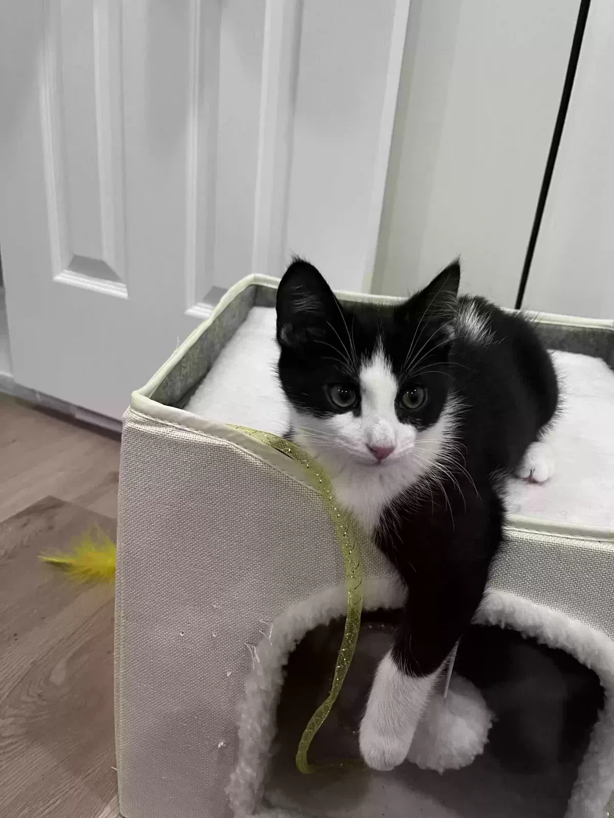 Mo, Unknown Cat for adoption in East Rockaway, NY, 11518